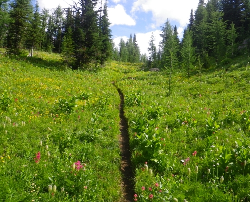 Palliser Pass (2015) Burstall Pass Trail