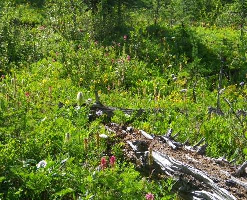 Palliser Pass (2015) Burstall Pass Wildflower Meadow