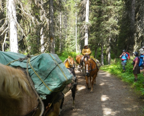 Palliser Pass (2015) Pack Horses on the Trail
